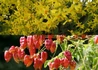 Kép 2/3 - Koelreuteria paniculata / Bugás csörgőfa