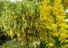 Kép 1/2 - Laburnum alpinum Pendulum / Hosszúfürtű Csüngő Aranyeső