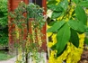 Kép 2/2 - Laburnum alpinum Pendulum / Hosszúfürtű Csüngő Aranyeső