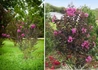 Kép 2/2 - Lagerstroemia indica black diamond purely purple / Kínai selyemmirtusz bordó levelű lila virágú