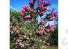 Kép 2/2 - Lagerstroemia indica Rhapsody in Pink / Kínai selyemmirtusz rózsaszín