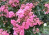 Kép 1/2 - Lagerstroemia indica Rhapsody in Pink / Kínai selyemmirtusz rózsaszín