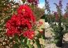 Kép 1/2 - Lagerstroemia indica Durant Red / Kínai selyemmirtusz piros