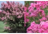 Kép 2/2 - Lagerstroemia indica Hopi / Kínai selyemmirtusz lilásrózsaszín