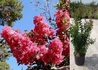 Kép 2/2 - Lagerstroemia indica Rosea Grassi / Kínai selyemmirtusz fényes rózsaszín