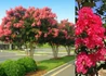 Kép 2/2 - Lagerstroemia indica Tuscorora / Kínai selyemmirtusz sötét rózsaszín