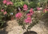 Kép 4/4 - Lagerstroemia indica indian / Kínai selyemmirtusz rózsaszín