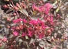 Kép 1/3 - Lagerstroemia indica Red imperator / Kínai selyemmirtusz sötét rózsaszín