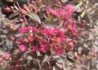 Kép 1/3 - Lagerstroemia indica red imperator / Kínai selyemmirtusz sötét rózsaszín