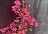 Kép 2/3 - Lagerstroemia indica Red imperator / Kínai selyemmirtusz sötét rózsaszín