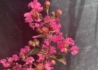 Kép 2/3 - Lagerstroemia indica red imperator / Kínai selyemmirtusz sötét rózsaszín