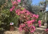 Kép 3/3 - Lagerstroemia indica Red imperator / Kínai selyemmirtusz sötét rózsaszín