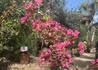 Kép 3/3 - Lagerstroemia indica red imperator / Kínai selyemmirtusz sötét rózsaszín