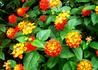 Kép 4/4 - Lantana camara / Sétányrózsa