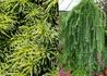 Kép 1/2 - Larix kaempferi Pendula / Japán csüngő vörösfenyő
