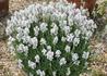 Kép 1/3 - Lavandula angustifolia Ellagance snow / Fehér virágú levendula