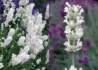 Kép 2/3 - Lavandula angustifolia Ellagance snow / Fehér virágú levendula