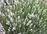 Kép 3/3 - Lavandula angustifolia Ellagance snow / Fehér virágú levendula