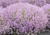 Kép 1/2 - Lavandula angustifolia Pink Perfume / Rózsaszín levendula