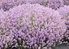 Kép 1/2 - Lavandula angustifolia Pink Perfume / Rózsaszín levendula