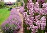 Kép 2/2 - Lavandula angustifolia Pink Perfume / Rózsaszín levendula