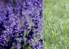 Kép 1/2 - Lavandula intermedia Grappenhall / Grappenhall Levendula