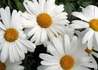 Kép 1/4 - Leucanthemum maximum snow lady / Hegyi margitvirág