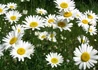 Kép 2/4 - Leucanthemum maximum snow lady / Hegyi margitvirág Margaréta