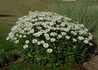 Kép 3/4 - Leucanthemum maximum snow lady / Hegyi margitvirág Margaréta