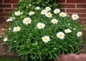Kép 4/4 - Leucanthemum maximum snow lady / Hegyi margitvirág Margaréta