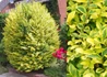 Kép 1/3 - Ligustrum ovalifolium Aureum / Aranytarka levelű télizöld fagyal