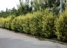 Kép 2/3 - Ligustrum ovalifolium Aureum / Aranytarka levelű télizöld fagyal