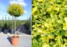 Kép 3/3 - Ligustrum ovalifolium Aureum / Aranytarka levelű télizöld fagyal
