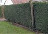 Kép 3/3 - Ligustrum ovalifolium / Télzöld fagyal