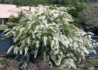 Kép 1/3 - Ligustrum sinense / Kínai fagyal
