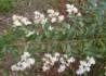 Kép 3/3 - Ligustrum sinense / Kínai fagyal