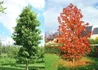 Kép 1/2 - Liquidambar styraciflua Golden Sun  Aranysárga Ámbrafa