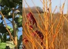 Kép 2/2 - Liquidambar styraciflua Golden Sun / Aranysárga Ámbrafa