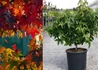 Kép 1/2 - Liquidambar styraciflua Gum ball / Amerikai ámbrafa gömb