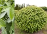 Kép 2/2 - Liquidambar styraciflua Gum ball / Amerikai ámbrafa gömb
