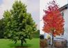 Kép 1/3 - Liquidambar styraciflua / Amerikai ámbrafa