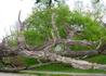 Kép 3/3 - Liquidambar styraciflua / Amerikai ámbrafa