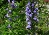 Kép 1/3 - Lobelia speciosa Blue / Pompás Lobélia kék virágú