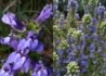 Kép 2/3 - Lobelia speciosa Blue / Pompás Lobélia kék virágú