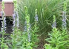 Kép 3/3 - Lobelia speciosa Blue / Pompás Lobélia kék virágú