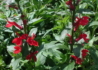 Kép 1/3 - Lobelia speciosa Compliment Deep Red / Pompás Lobélia piros