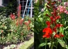 Kép 2/3 - Lobelia speciosa Compliment Deep Red / Pompás Lobélia piros