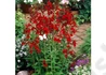 Kép 3/3 - Lobelia speciosa Compliment Deep Red / Pompás Lobélia piros