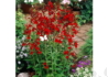 Kép 3/3 - Lobelia speciosa Compliment Deep Red / Pompás Lobélia piros