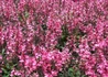 Kép 1/3 - Lobelia speciosa salmon / Pompás Lobélia rózsaszín virágú